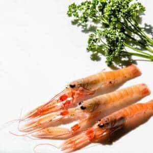 Vente directe de langoustines vivantes